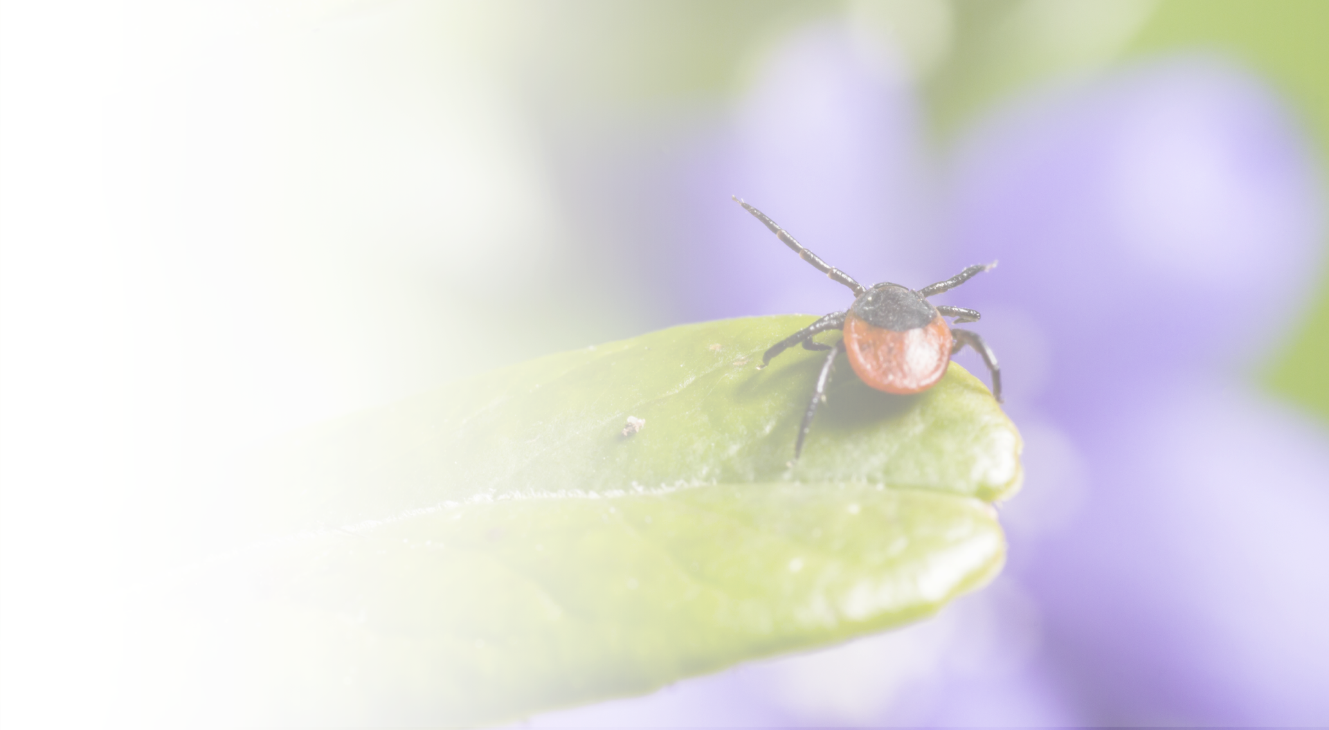 Kleszczowe zapalenie mózgu – zadbaj o ochronę na wiosnę